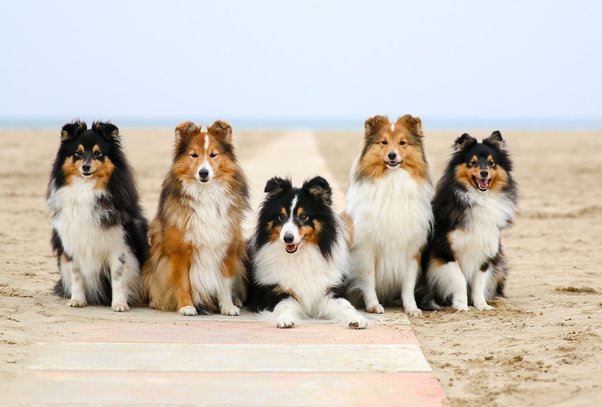 spiaggia cani