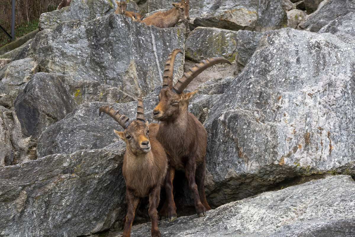 Zoo Alpino di Innsbruck