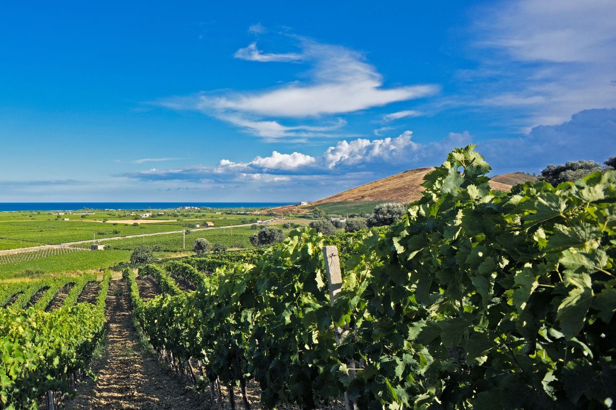 Vigneti di Cirò