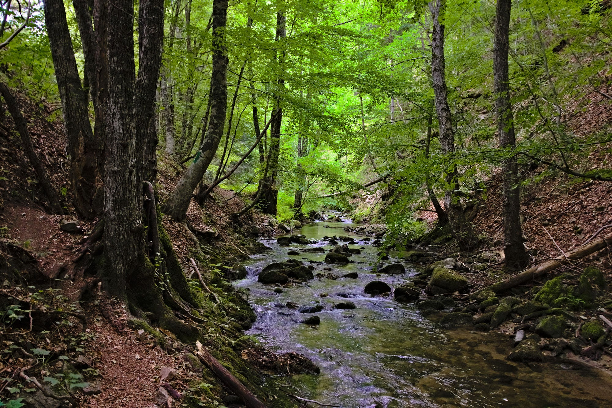 parco della sila